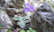 VALLE ANCOGNO - VALLE RAISERE - FOTOGALLERY